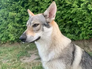 Hvalpe af hvid schæfer og tjekkoslovakisk ulvehund