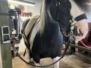 Teenager eller kone hest emne. 