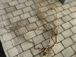 Troldegrene  nyklippet 