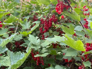 Solbær og ribs
