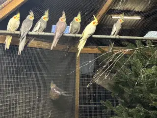 Nymfeparakiter unger 