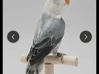 Mira søger nyt hjem 