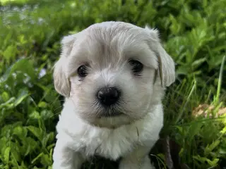 Coton - Shih tzu hundehvalpe 