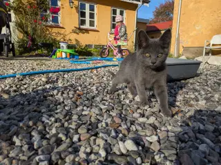 3 søde killinger til salg 