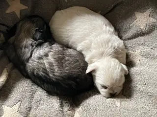 Tibetansk spaniel