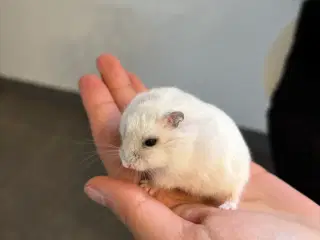 To Dværghamster til salg+ alt tilbehør og bur 