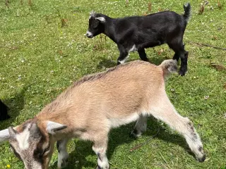 2 gedebukke 