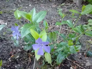 Bunddække Vinca Minor