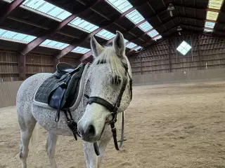 Verdens bedste hest sælges
