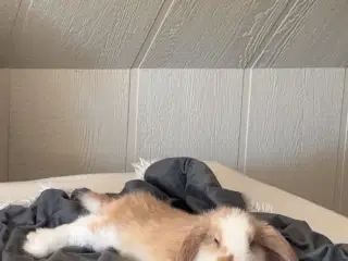 Herman søger nyt, ansvarligt hjem 🐰❤️