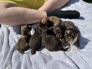 Chihuahua hvalpe sælges