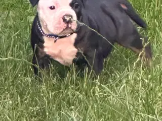 New english bulldog