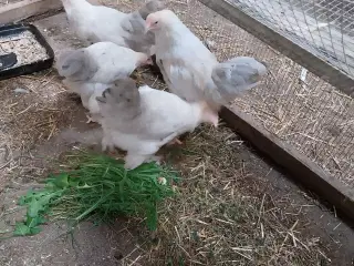 3høne og 1 hane kylling brahme 