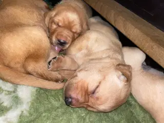 Fox red labrador hvalpe 