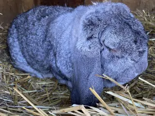 Fransk vædder sælges