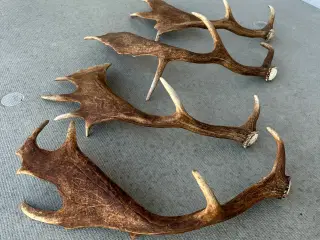 Fine kastestænger fra dåhjorte sælges