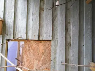 Zebrafinker