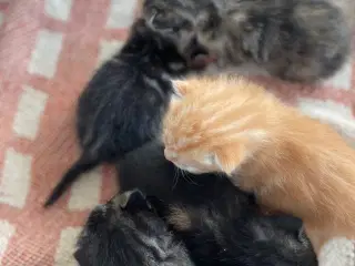 Kattekillinger 