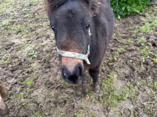 Shetlænder hingsteføl til salg