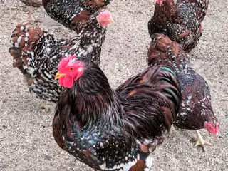 Rugeæg - Dværg Wyandot - Porcelænsfarvede