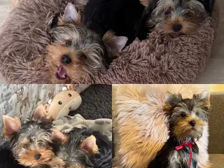 Yorkshire terrier hvalpe