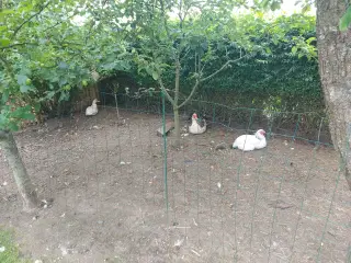 Høns og ænder