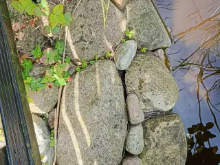 Havedam med fisk og filter pumpe 