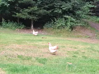 Høns dværghøns dværg wandotter 