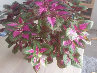 stor dekorativ stueplante