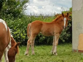 Hoppeføl  stor kat 1 pony