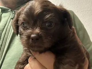 Chihuahua blanding