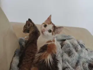 Maine Coon Bla. 🐈
