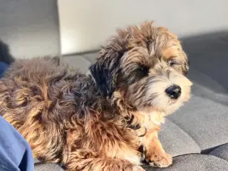 Allergivenlige hundehvalpe 🐶