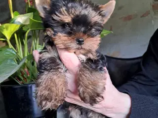 4 mini Yorkshire terrier