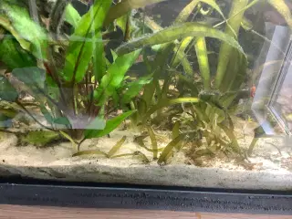 Akvarie Planter