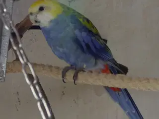 Blå Rosella