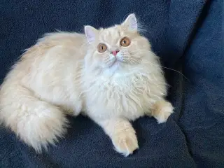 Selkirk Rex, langhåret killing med stamtavle