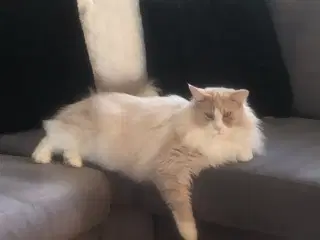 Main coon uden stamtavle