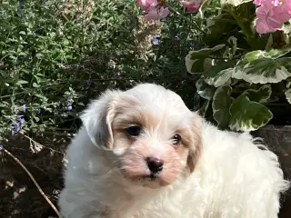 Sødeste Bichon Havanais 
