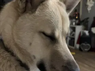 Hanhund sælges til godt hjem