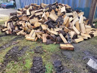 Brænde fyrtræ