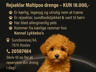 🐾maltipoo miniature 🩷💙🐾