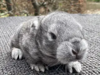 FRANSK VÆDDER HAN CHINCHILLA
