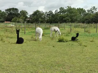Vil du havde dit eget uld i år. Her er 4 alpaca