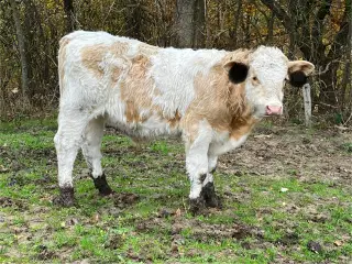 Simmentaler tyrekalve søger nyt hjem