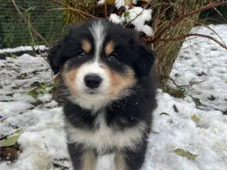 Bordercollie blandning