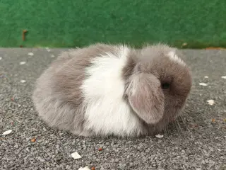 Minilop