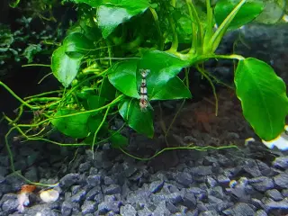 Racoon tiger rejer caridina 