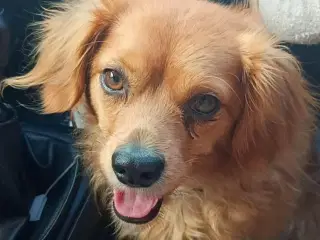 Blandingsgravhund Molly