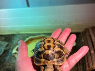 2 græske landskildpadder 